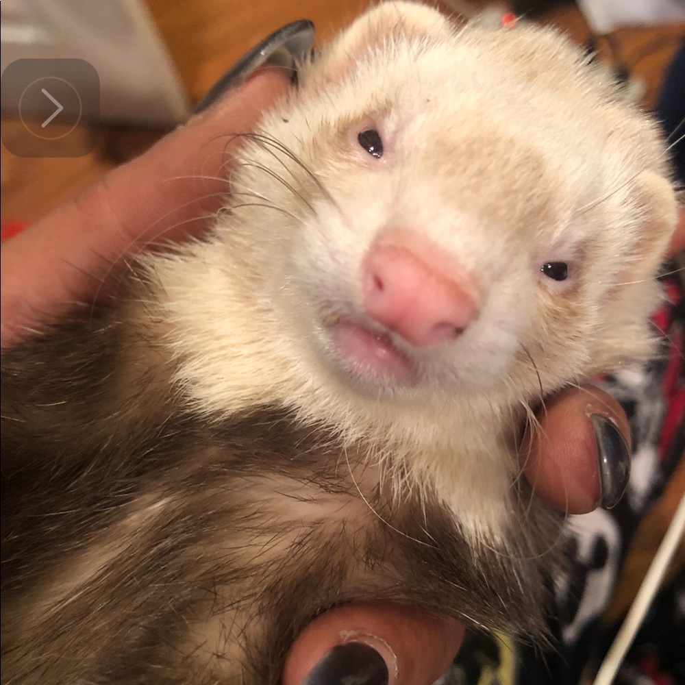 Meet your Posher, Shareese